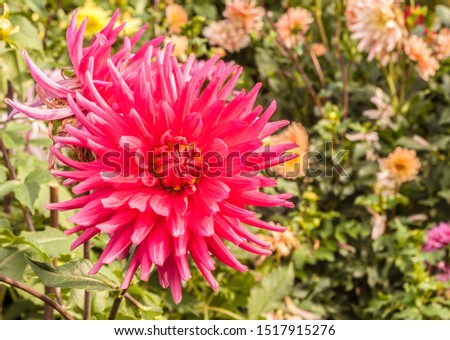 Pink flower Cactus dahlias  in the summer garden