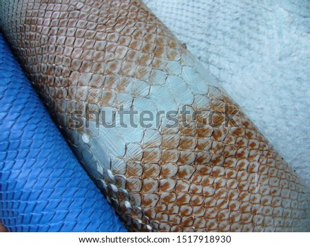 Skin texture. Flaps of multi-colored python skin. Exotic skin.