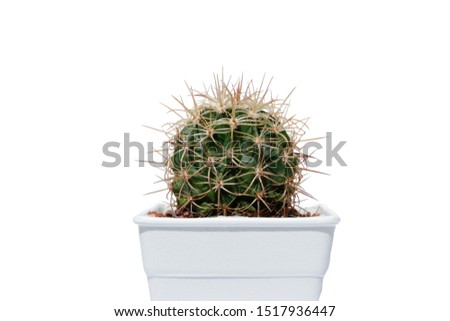 Spriky cactus isolated on white background.