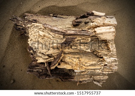 Close-up of a driftwood (piece of wood) on the shore of a sea beach