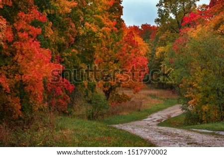 Rainy bright autumn landscape with red maples in the park.
