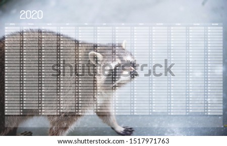 Yearly Wall Calendar Planner Template for Year 2020. Portrait of Cute Racoon Walking on the Ice.