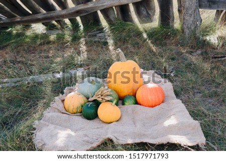 pumpkins in autumn on the grass on nature against the background of a wooden fence