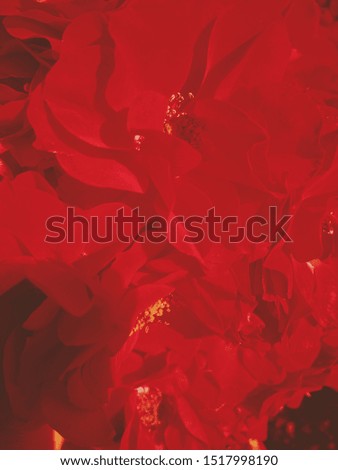 Flowers in bloom, beautiful nature and romantic design concept - Red blooming garden rose flower at sunset, floral beauty background