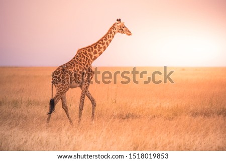 Lonely giraffe in the savannah Serengeti National Park at sunset.  Wild nature of Tanzania - Africa. Safari Travel Destination.