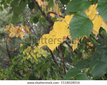Autumn. yellow foliage on a green background. Autumn landscape.