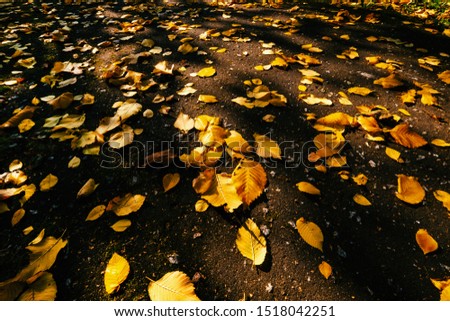 Yellow leaves on ground. Golden autumn concept background