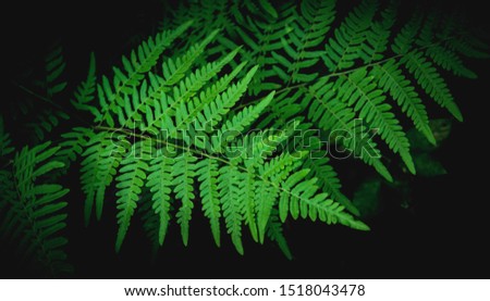 Natural green fern leaves texture in the forest close up on the dark background.foliage natural floral fern background in sunlight.