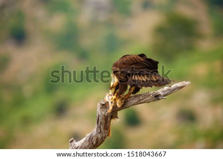 The Spanish imperial eagle (Aquila adalberti), also known as the Iberian imperial eagle, Spanish or Adalbert's eagle sitting with prey on the branch. Imperial eagle  with mountains in the background.