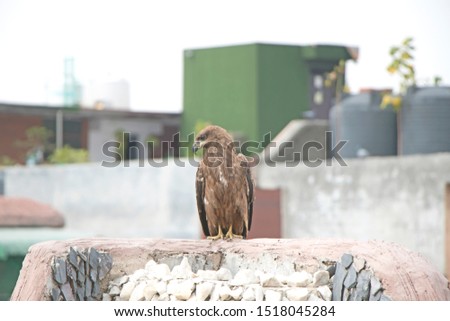 An eagle sitting and searching for its prey in an residental area