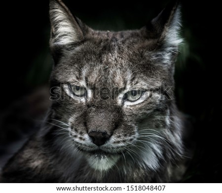 Wildlife Lynx fine art photo
