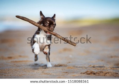 small funny chihuahua puppy fetching a stick