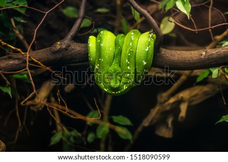 Emerald Tree Boa Snake Animal Royalty-Free Stock Photo #1518090599