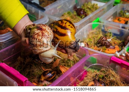 Breeding of giant African snails. In the hands of the breeder Achatina reticulata light head and Achatina tiger. Against the backdrop of many containers with moss sphagnum and young snails
