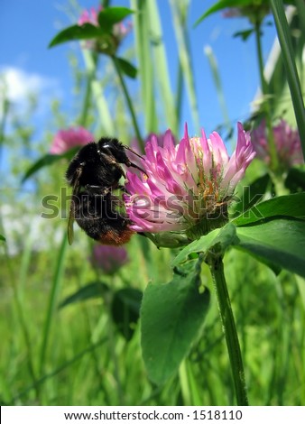 Bumblebee behind work