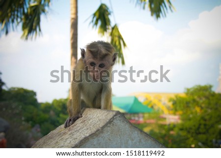 Portrait of the monkey at the wall of ancient Yapahuwa ruins at Sri Lanka