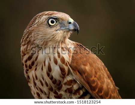 Shikra Accipiter badius is a small bird of prey in the family Accipitridae. It is found widely distributed in Asia and Africa. It is also called the little banded goshawk.  Royalty-Free Stock Photo #1518123254