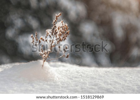 beautiful branch in the snow on a snowdrift in the rays of light