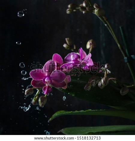 Beautiful yellow Orchid with water spray on dark background. Selective focus.