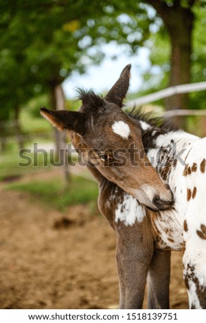 Appaloosa foal, spotted horse portrait