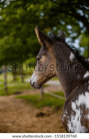Appaloosa foal, spotted horse portrait