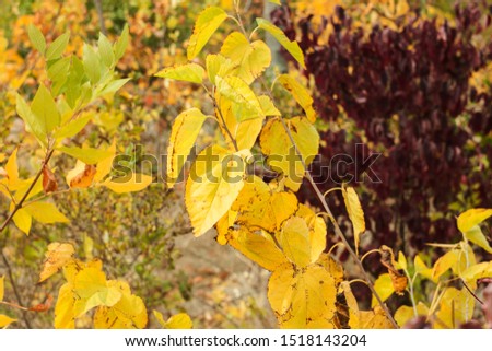 Colorful autumn leaves wallpaper, beautiful nature. Blurred yellow and red background. Fall card with copy space. Romantic picture.