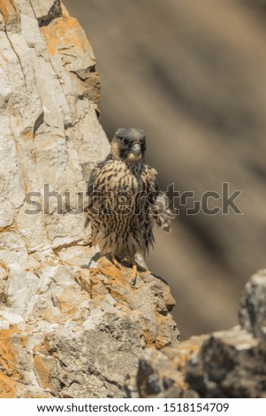 Peregrine Falcon
Latin name: Falco peregrinus