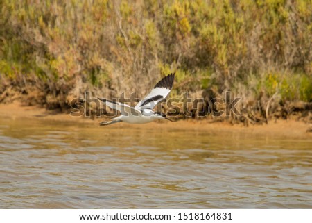 Pied Avocet,
Latin name: Recurvirostra avosetta