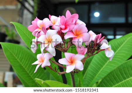 pink plumeria flowers are in bloom on natural daylight