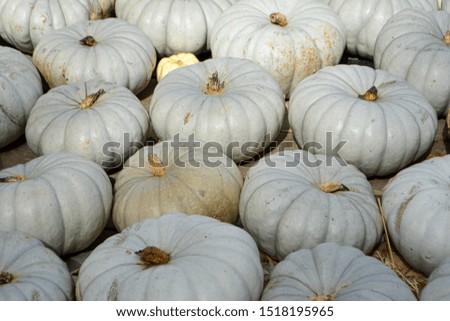 White Pumpkin on Wooden Board