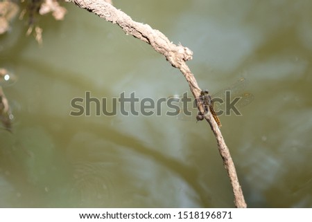 A dragonfly perched on a branch