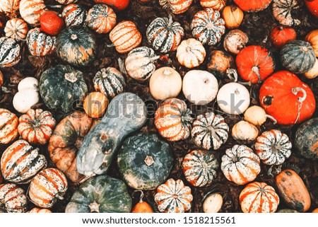 Autumn harvest colorful pumpkins and squashes in different varieties at farm market or seasonal festival. Background of decorative fall and winter squashes