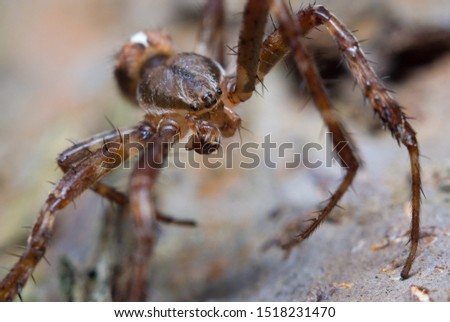 Big spider, crusader, on the bark of a tree, close-up, macro photo