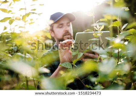 A mature farmer with tablet standing outdoors in orchard.