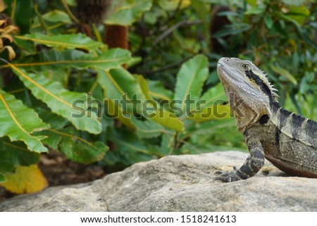 Green iguanas from the forests of Australia