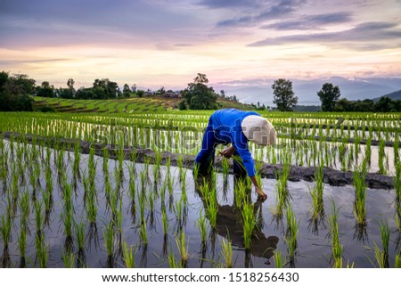 Farmers farming on rice terraces. Ban Pa Bong Piang Northern region in Mae Chaem District Chiangmai Province That has the most beautiful rice terraces in Thailand. Royalty-Free Stock Photo #1518256430