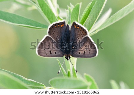 photos of butterflies sitting on grass