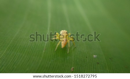 Amazing insects spider in macro and focus naturally beautiful captured in tropics country, Papua - Indonesia.