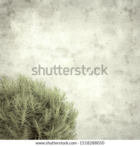 textured stylish old paper background, square, with unusual green Dianthus barbatus carnation