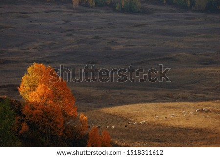 The sun shines on the yellow and red leaves in the forest on the mountainside. Flock of sheep grazing on the grass, colorful natural landscape of the national park.