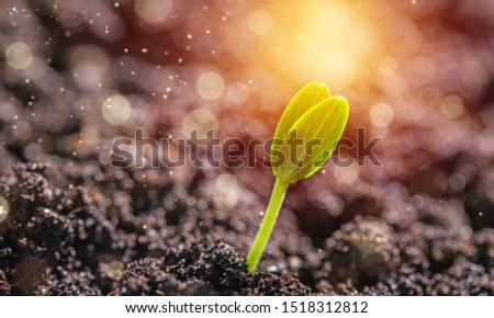 Sprout grows through urban asphalt ground Royalty-Free Stock Photo #1518312812