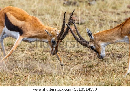 Thomson's gazelle fighting against each other Royalty-Free Stock Photo #1518314390