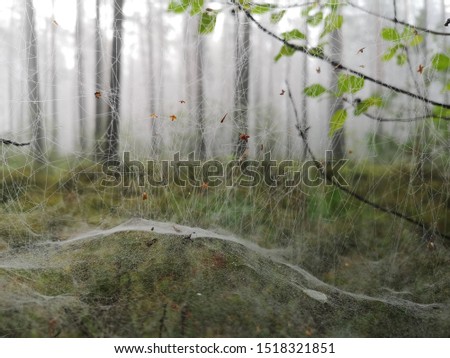 Spider Web in foggy moody forest with trees and moss in the background