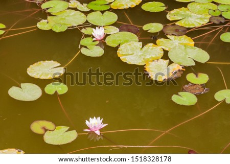 Blooming flower and Lotus leaves floating in clear dark water.  Close up.