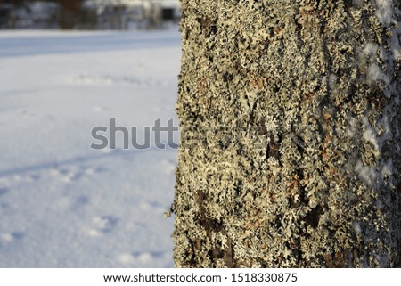 Tree bark covered with silver / grey colored lichen and some ice with snow on top of that. In the background you can see white ground with a lot of snow. Sunny winter day in Finland, Europe.