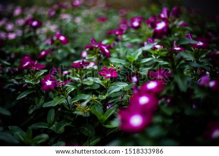 Violet flowers. Viola is a genus of flowering plants in the violet family Violaceae