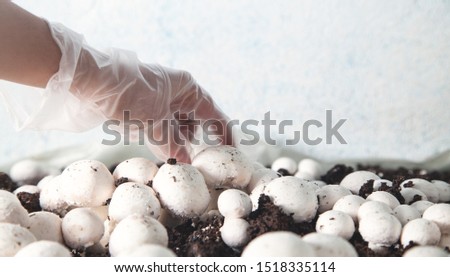 Hand holding mushroom champignon in farm.