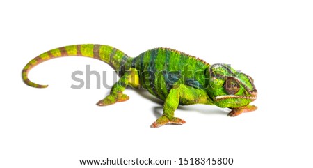 Panther chameleon, Furcifer pardalis, in front of white background