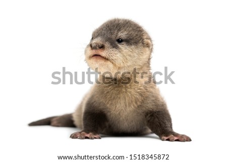 Baby Asian small-clawed otter, Amblonyx cinerea, also known as the oriental small-clawed otter or simply small-clawed otter lying against white background