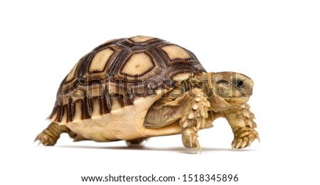 African spurred tortoise, Centrochelys sulcata, also called the sulcata tortoise, in front of white background